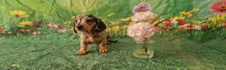 Miniature Dachshund dogs for sale: Stunning smooth haired miniature dacshund - Advert 13