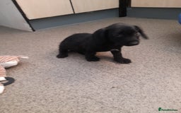 Miniature Dachshund dogs for sale: Miniture dashounds wire hair  - Image 17