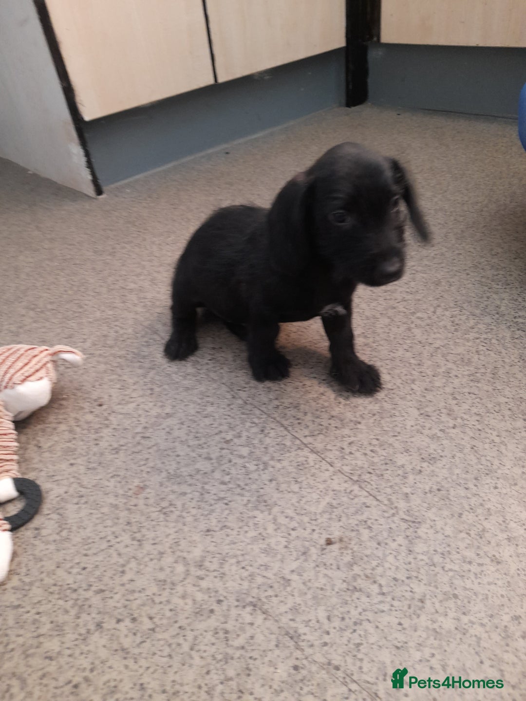 Miniature Dachshund dogs for sale: Miniture dashounds wire hair  - Image 17