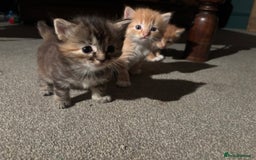 Ragdoll cats for sale: Ragdoll cross kittens - Image 5