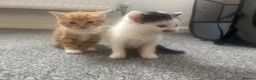 Mixed Breed cats for sale: gorgeous litter of kittens in Coventry - Advert 4
