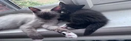 Mixed Breed cats for sale: Kittens - Advert 8