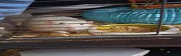 Rat rodents for sale: 3 male rats father and 2 sons  - Advert 3