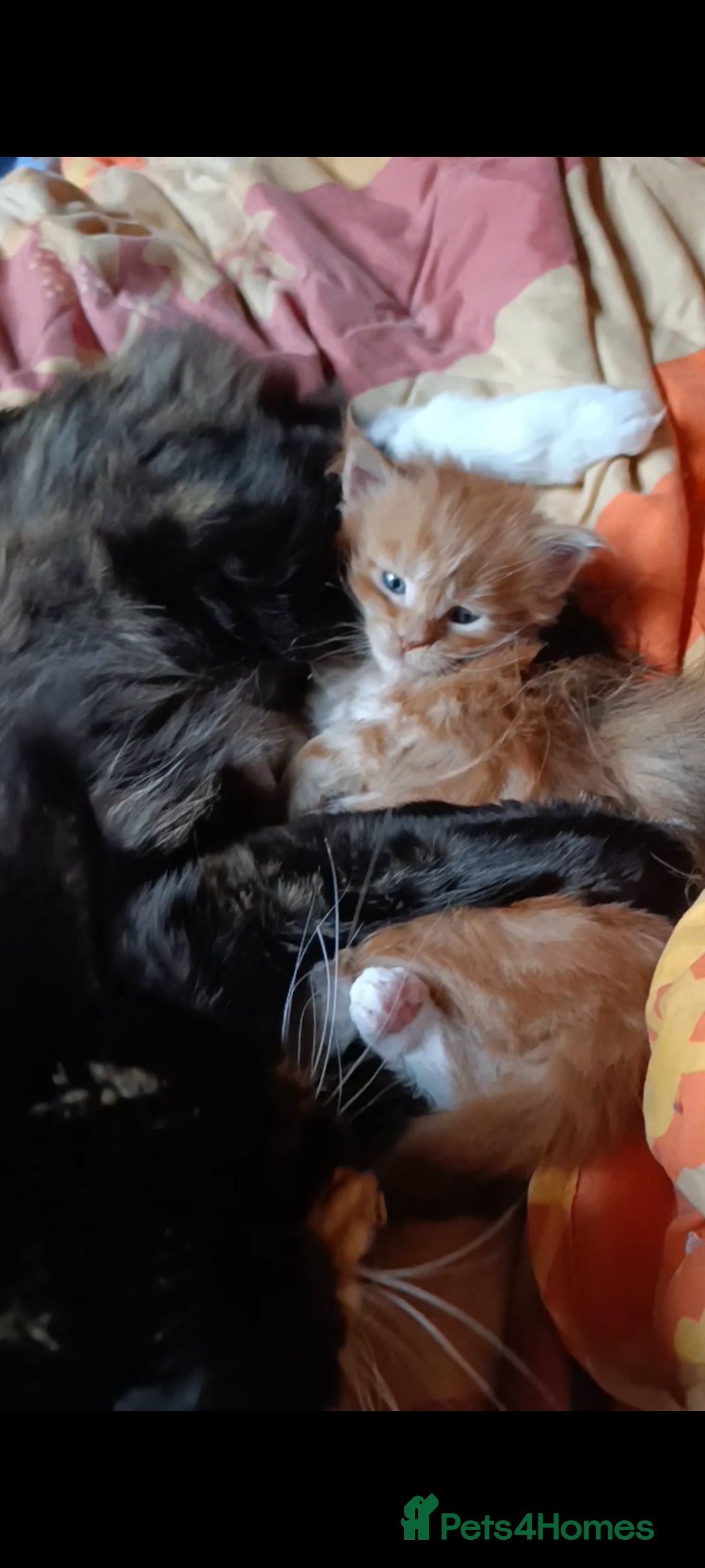 Maine Coon cats for sale: Maine Coon kitten Fire Red Marble Tabby and White - Image 16