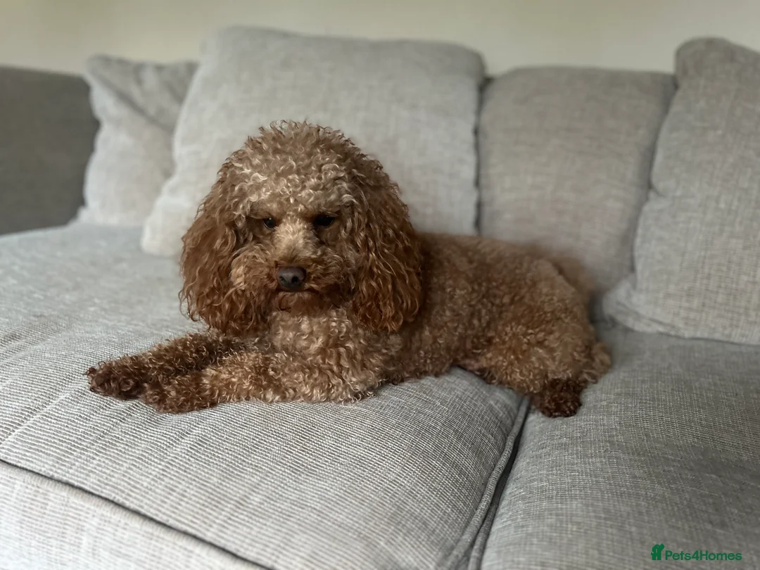 Toy Poodle dogs for stud: Health tested fox red toy poodle stud  - Advert 2