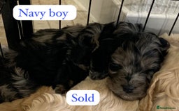 Cockapoo dogs for sale: Beautiful Cockapoo puppies🐶 - Image 18