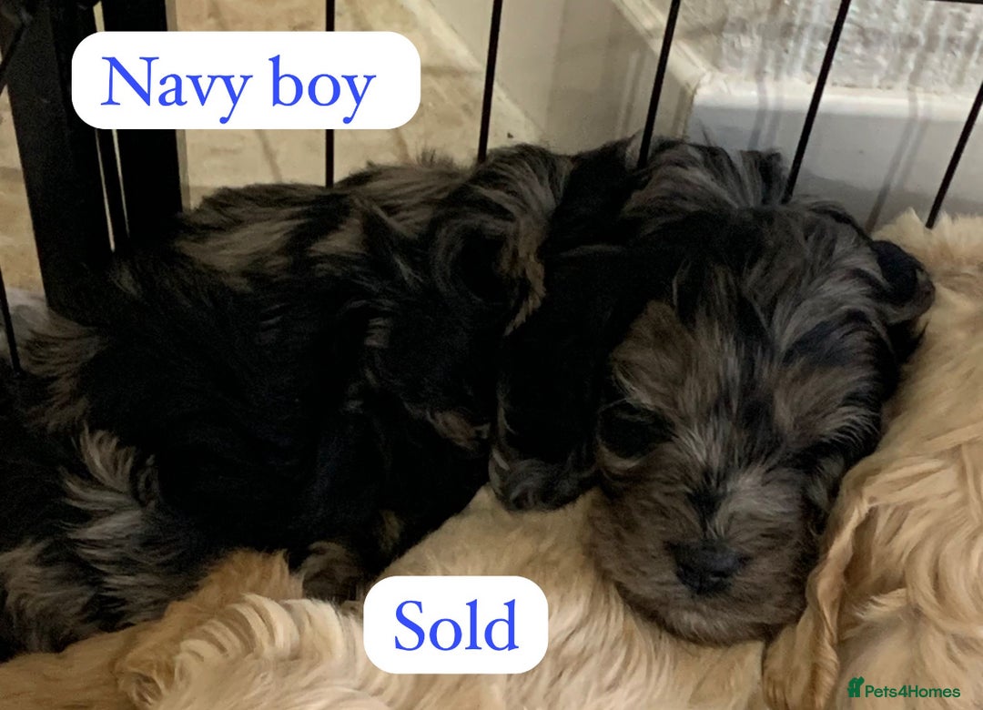 Cockapoo dogs for sale: Beautiful Cockapoo puppies🐶 - Image 18