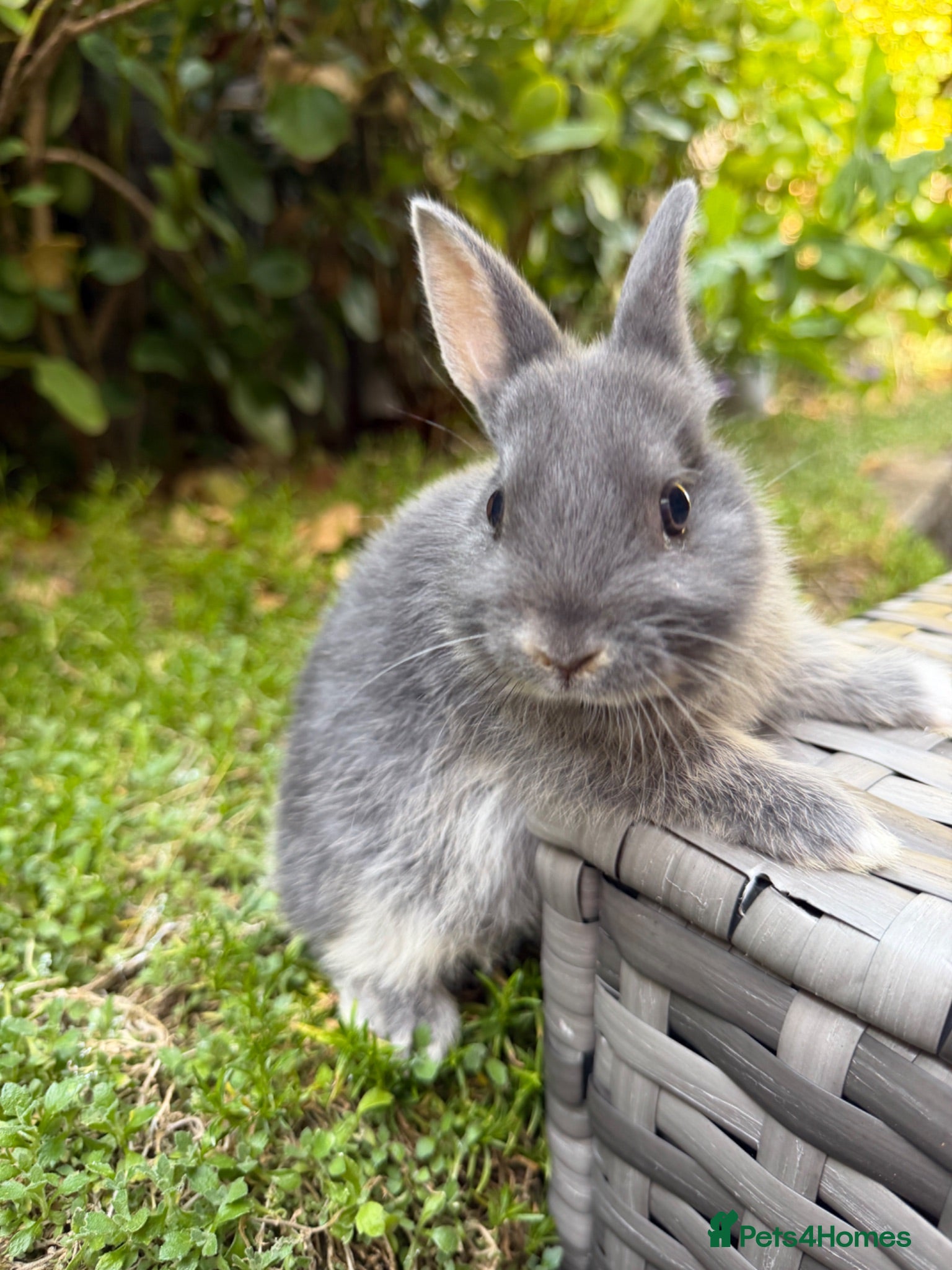Netherland Dwarf rabbits   Ready for new home Purebred Netherland Dwarf  - Advert 2
