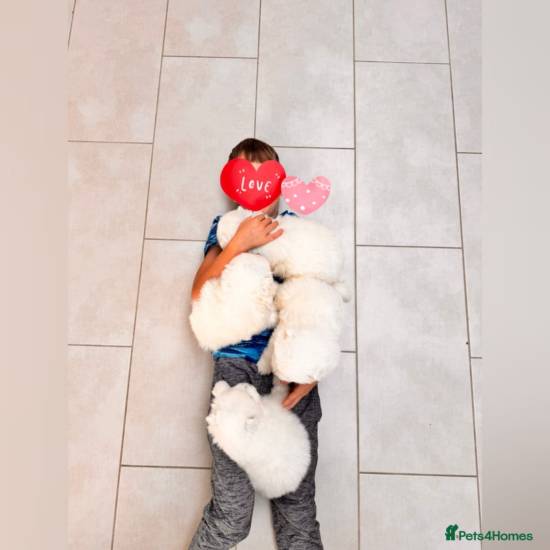 Samoyed dogs for sale: Lovely 4 GIRLS Samoyed puppy - Advert 15