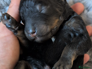 Bernedoodle dogs Midi Bernedoodle Fully health tested - Advert 5