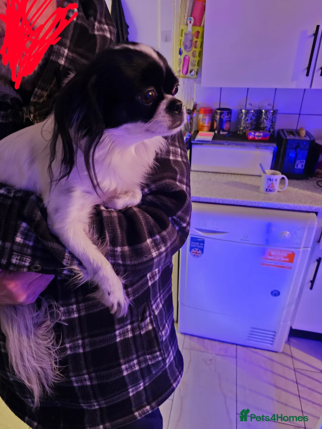 Mixed Breed dogs for sale: Papillon x Chihuahu ADULT Female  - Advert 5