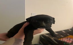 Staffordshire Bull Terrier dogs for sale: Staffordshire/American Staffordshire pups in Harrow - Image 10