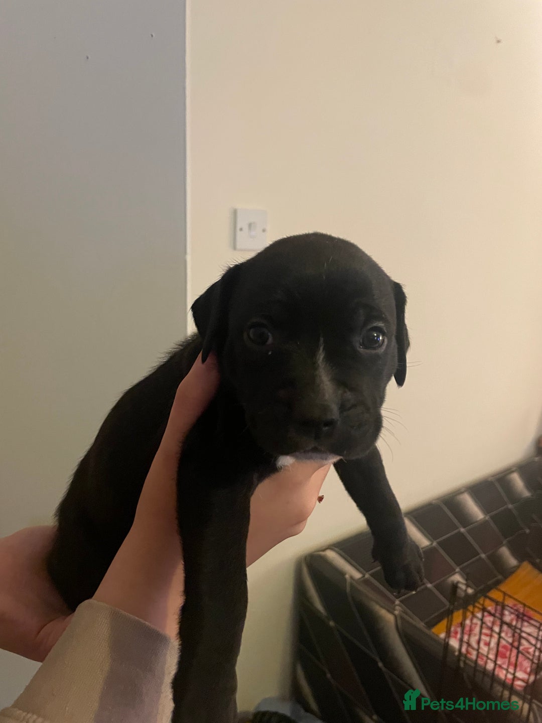 Staffordshire Bull Terrier dogs for sale: Staffordshire/American Staffordshire pups in Harrow - Image 10