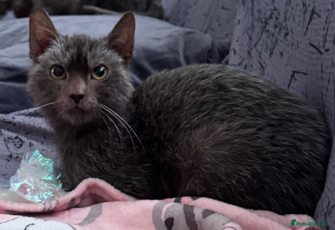 Lykoi cats Lykoi boy  - Advert 1