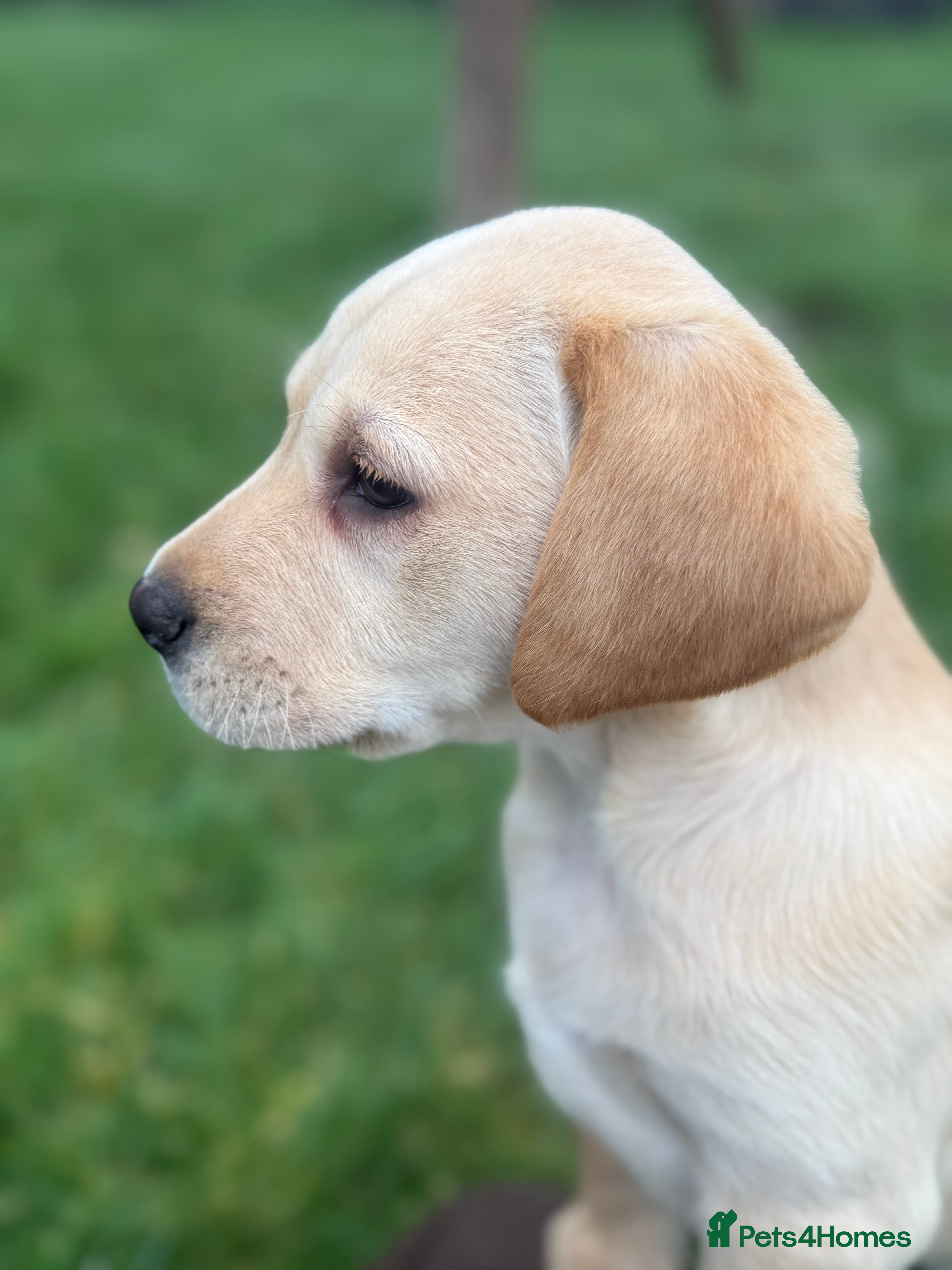 Labrador Retriever dogs Ftch kc reg labrador puppies  - Advert 2