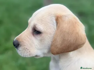 Labrador Retriever dogs Ftch kc reg labrador puppies - Advert 7