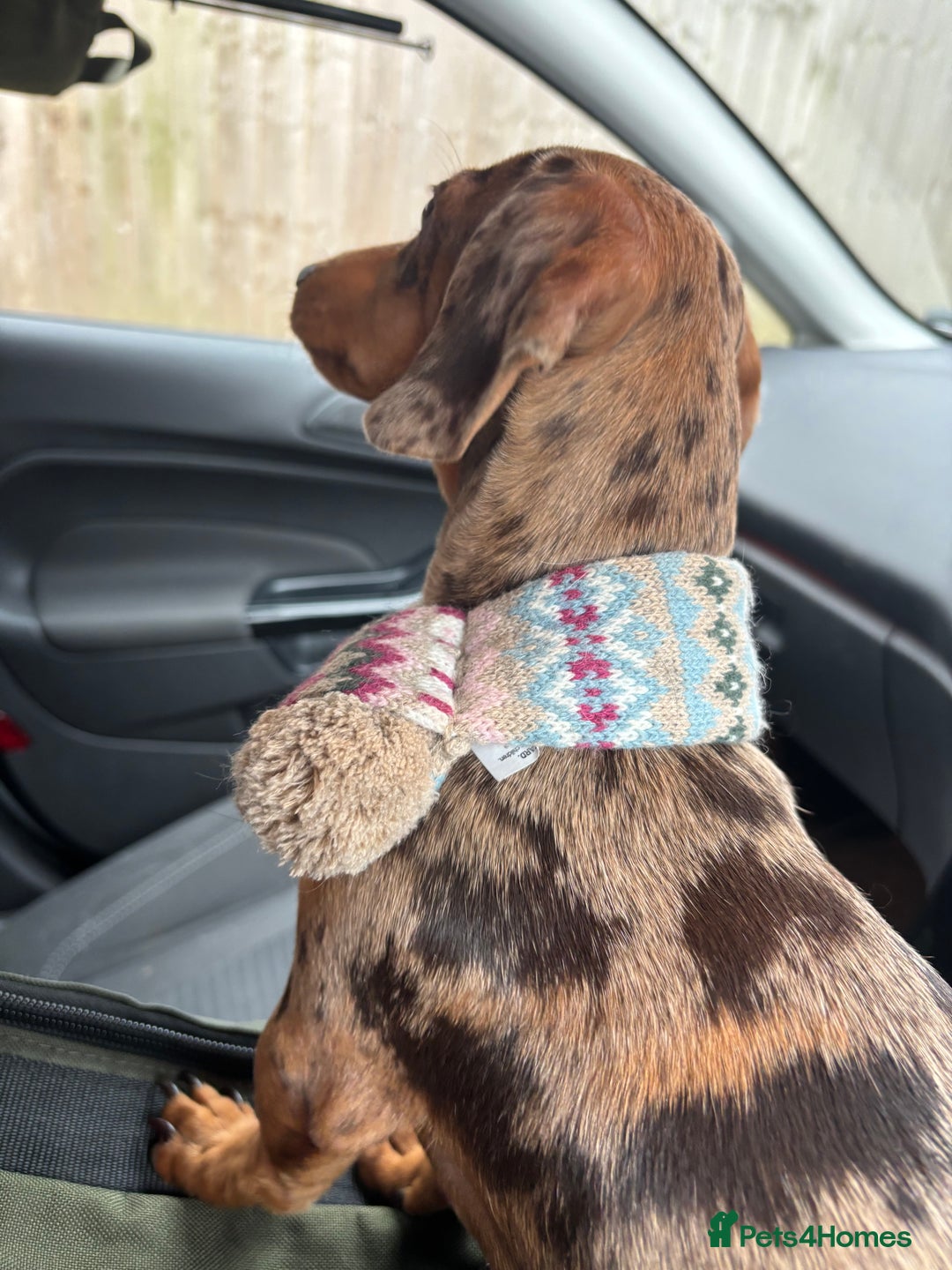 Miniature Dachshund dogs for stud: 🔥 STUD🔥 KC Registered miniature Dachshund Dapple - Advert 2