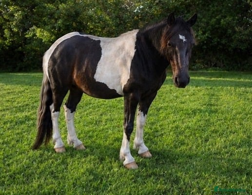 Dartmoor horses 12.2hh piebald Dartmoor gelding - Advert 18