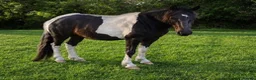 Dartmoor horses for sale: 12.2hh piebald Dartmoor gelding in Cardiff - Advert 1