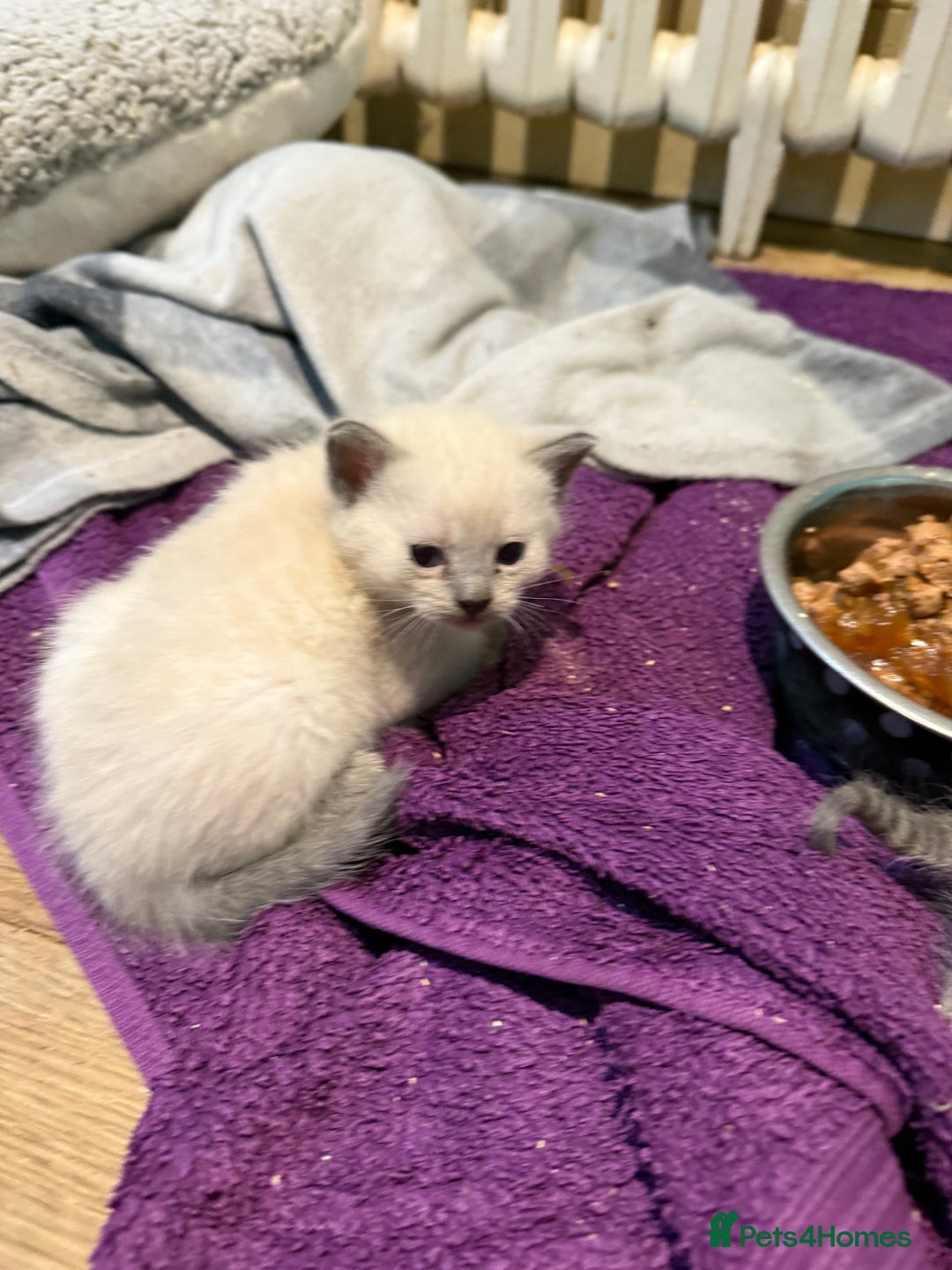 British Shorthair cats for sale: Beautiful Blue British Shorthair x Bengal kittens - Image 8