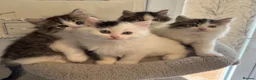 Ragdoll cats for sale: Beautiful Ragdoll kittens - Advert 5