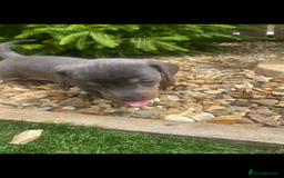Miniature Dachshund dogs for sale: Miniture dachshund puppies - Image 15