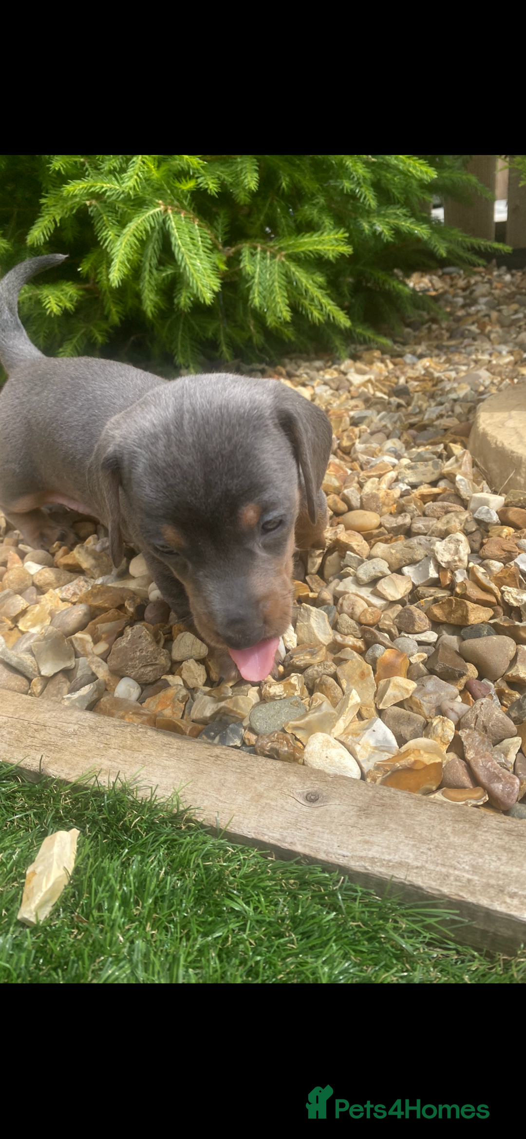 Miniature Dachshund dogs for sale: Miniture dachshund puppies - Image 15