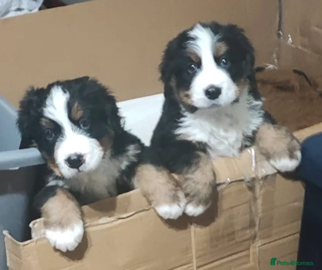 Bernese Mountain Dog dogs for sale: Adorable Bernese Mountain Dog  - Advert 1