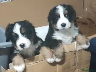 Bernese Mountain Dog dogs Adorable Bernese Mountain Dog - Advert 1