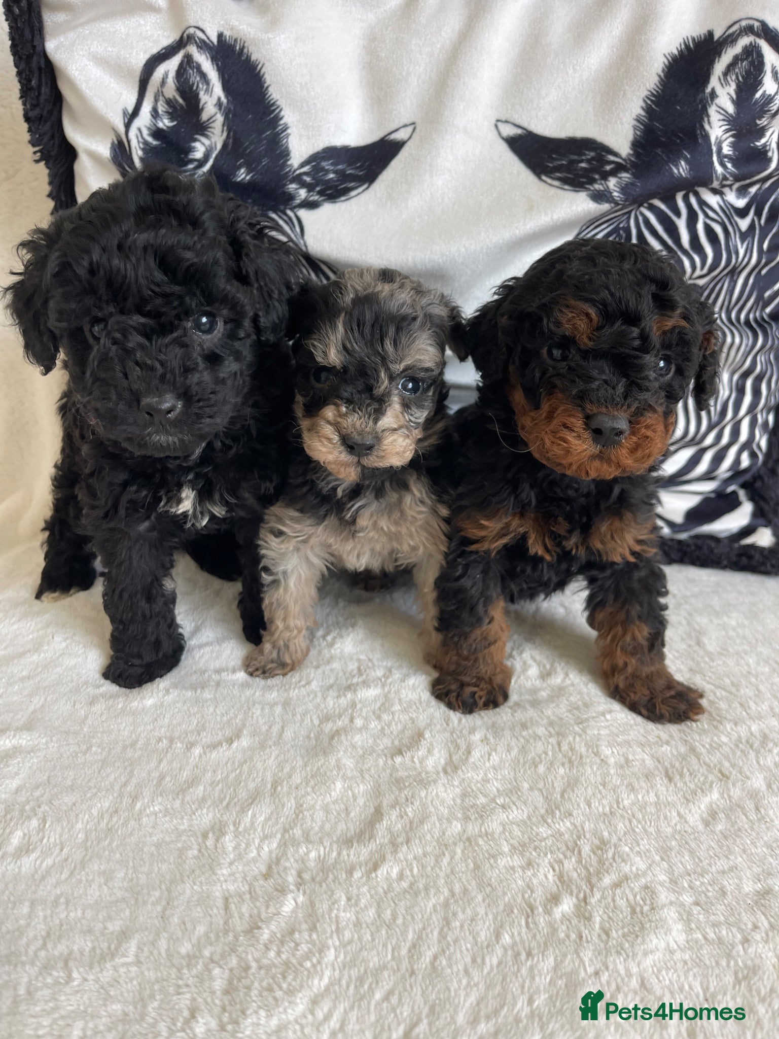 Cavapoo dogs STUNNING DNA TESTED CAVAPOOS - Advert 1
