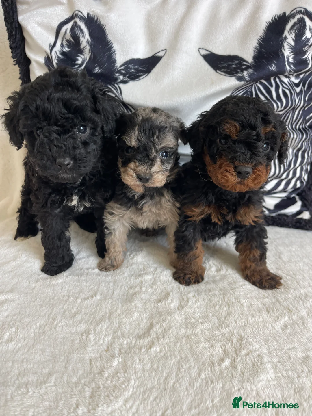 Cavapoo dogs for sale: STUNNING DNA TESTED CAVAPOOS - Advert 1