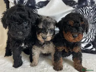Cavapoo dogs for sale: STUNNING DNA TESTED CAVAPOOS - Advert 1