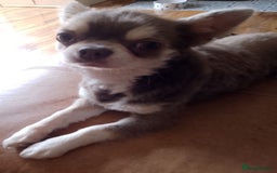 Chihuahua dogs for sale: ✨ Stunning KC long coat BOYS only✨ - Image 13