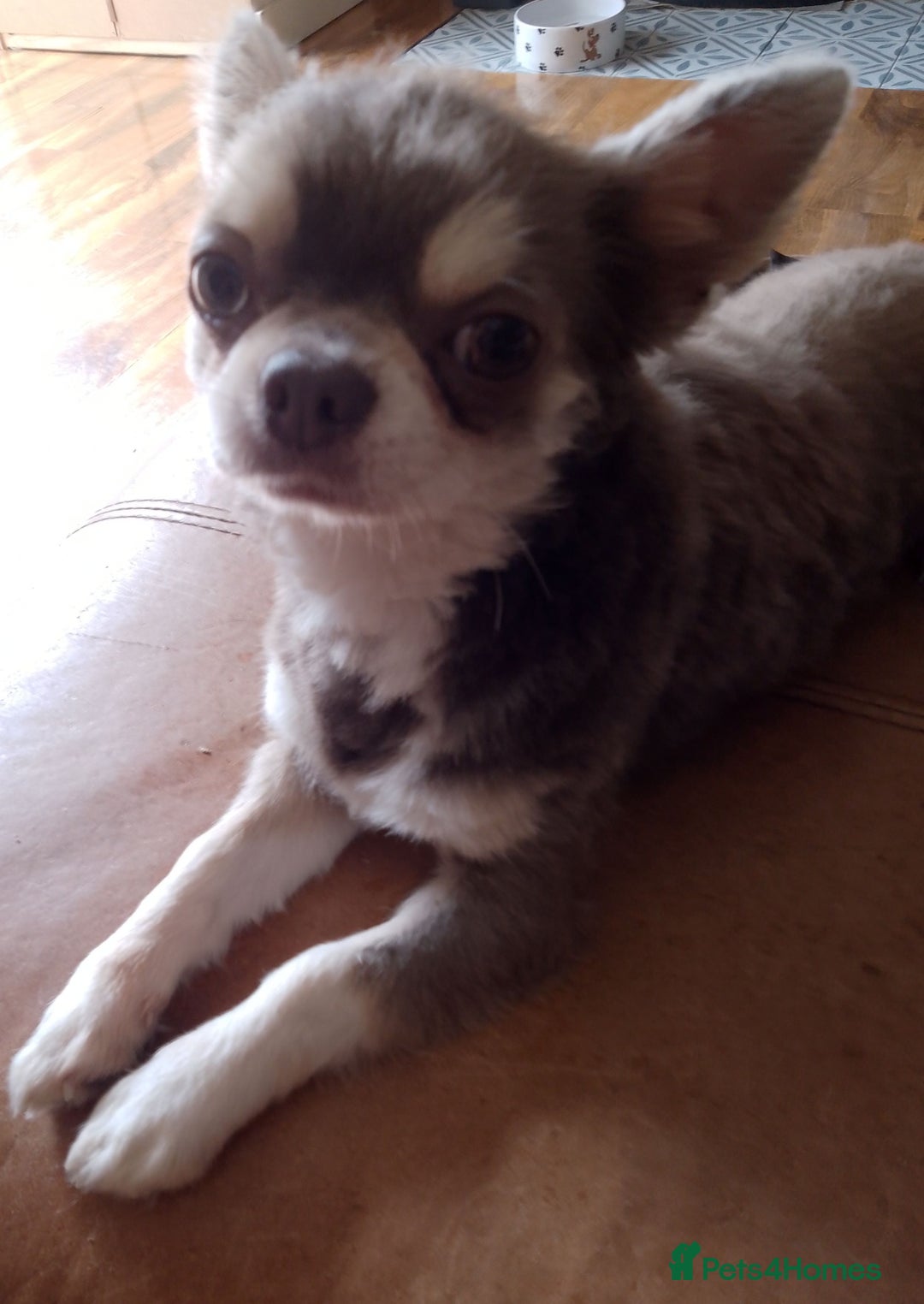 Chihuahua dogs for sale: ✨ Stunning KC long coat BOYS only✨ - Image 13