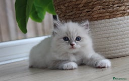 Ragdoll cats for sale: Blue Tabby Pure Breed Ragdoll  - Image 2
