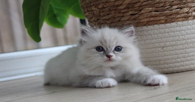 Ragdoll cats - Advert 10