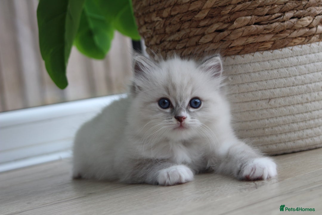 Ragdoll cats for sale: Blue Tabby Pure Breed Ragdoll  - Image 2
