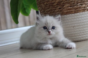 Ragdoll cats - Advert 1