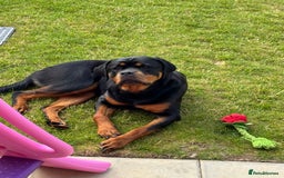 Rottweiler dogs for sale: 1 year old Rottweiler female  - Image 3