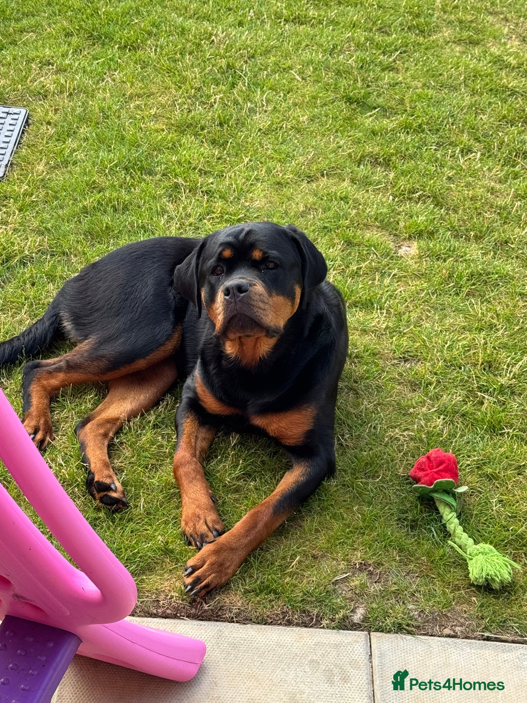 Rottweiler dogs for sale: 1 year old Rottweiler female  - Image 3