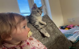 Maine Coon cats for sale: Female main coon  - Image 4