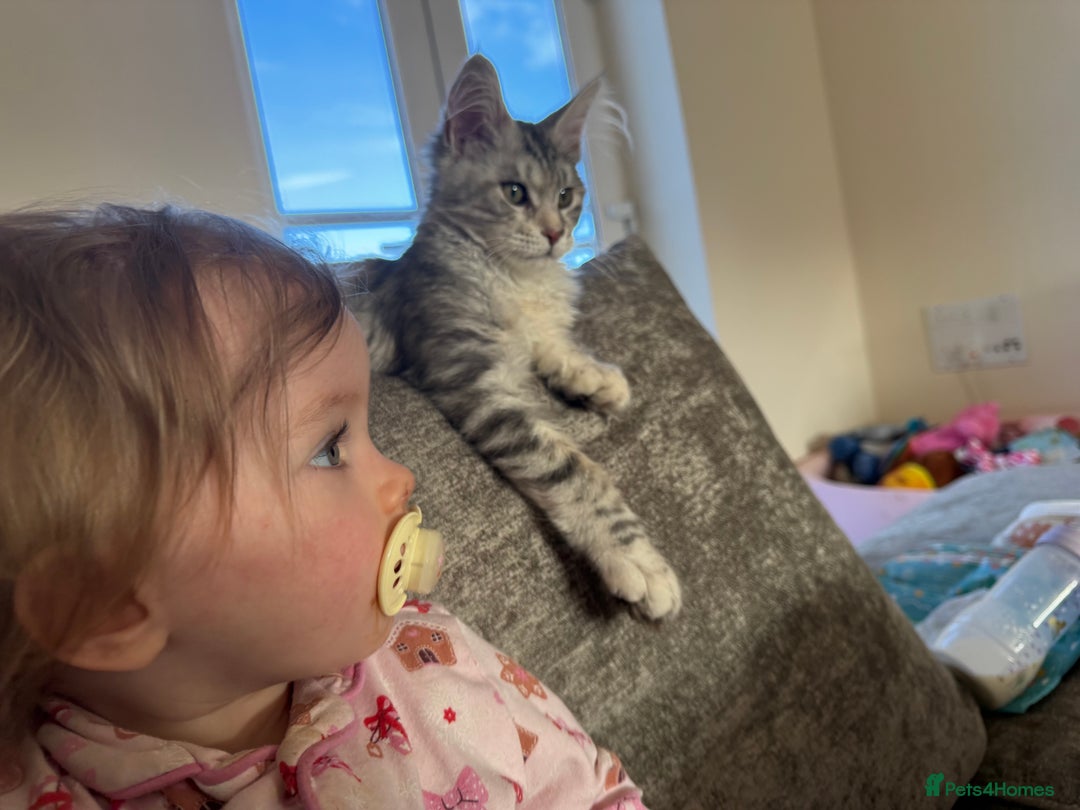 Maine Coon cats for sale: Female main coon  - Image 4