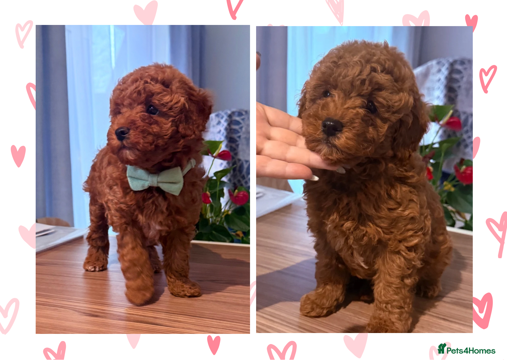Maltipoo dogs Red mini maltipoo F1b puppies 😍💙💓 - Advert 9