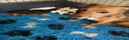 Jack Russell dogs for sale: Jack Russell puppy’s  - Advert 4