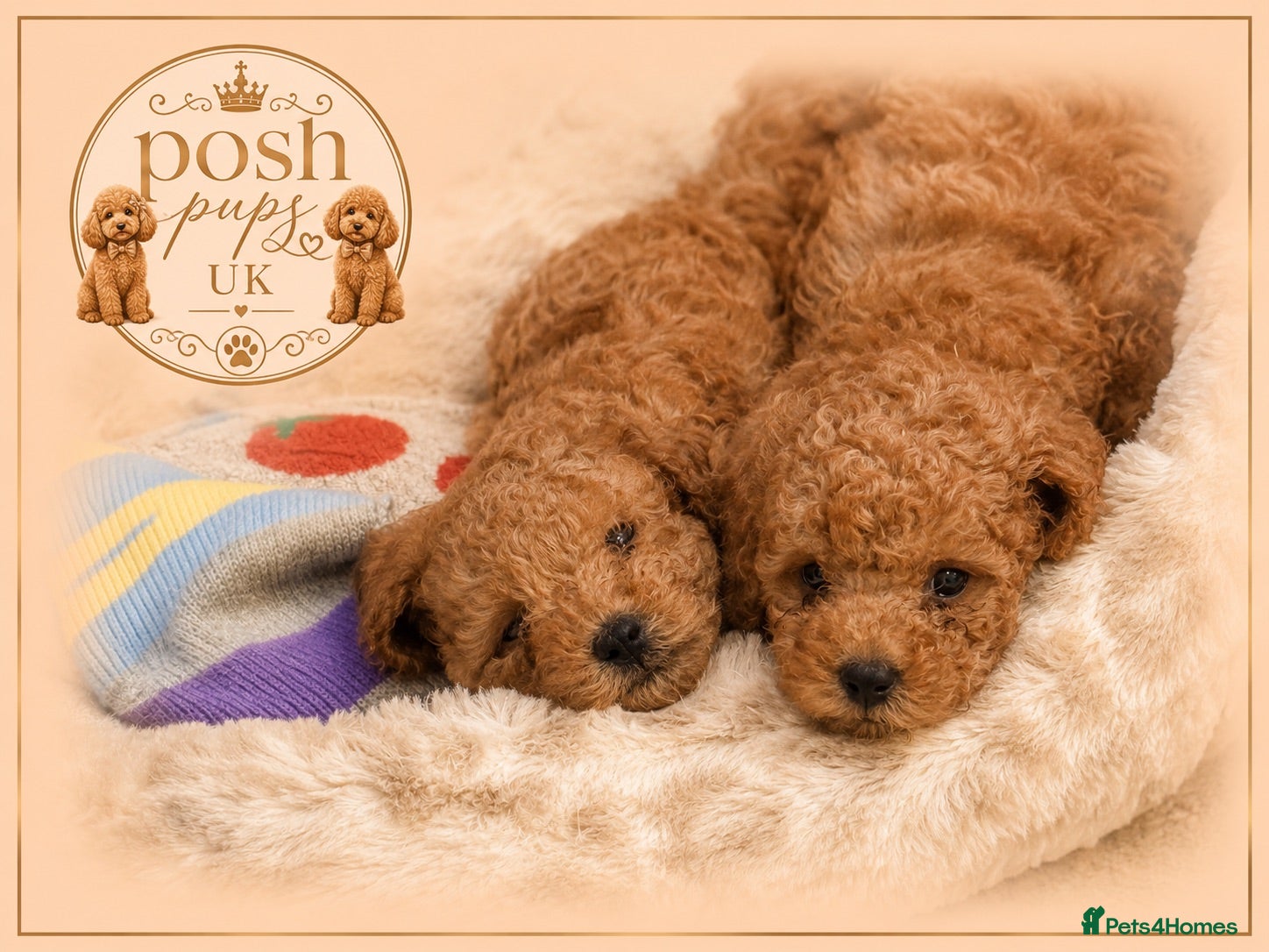 Toy Poodle dogs 🐾meet Tallulah‘s beautiful litter of 3 boys 1gi - Advert 1