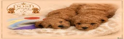 Toy Poodle dogs for sale: 🐾meet Tallulah‘s beautiful litterof3 girlsand1boy - Advert 1
