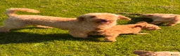 Cavapoo dogs for sale: Cute toy cavapoo puppies reds/apricots 2 left   in Airdrie - Advert 1