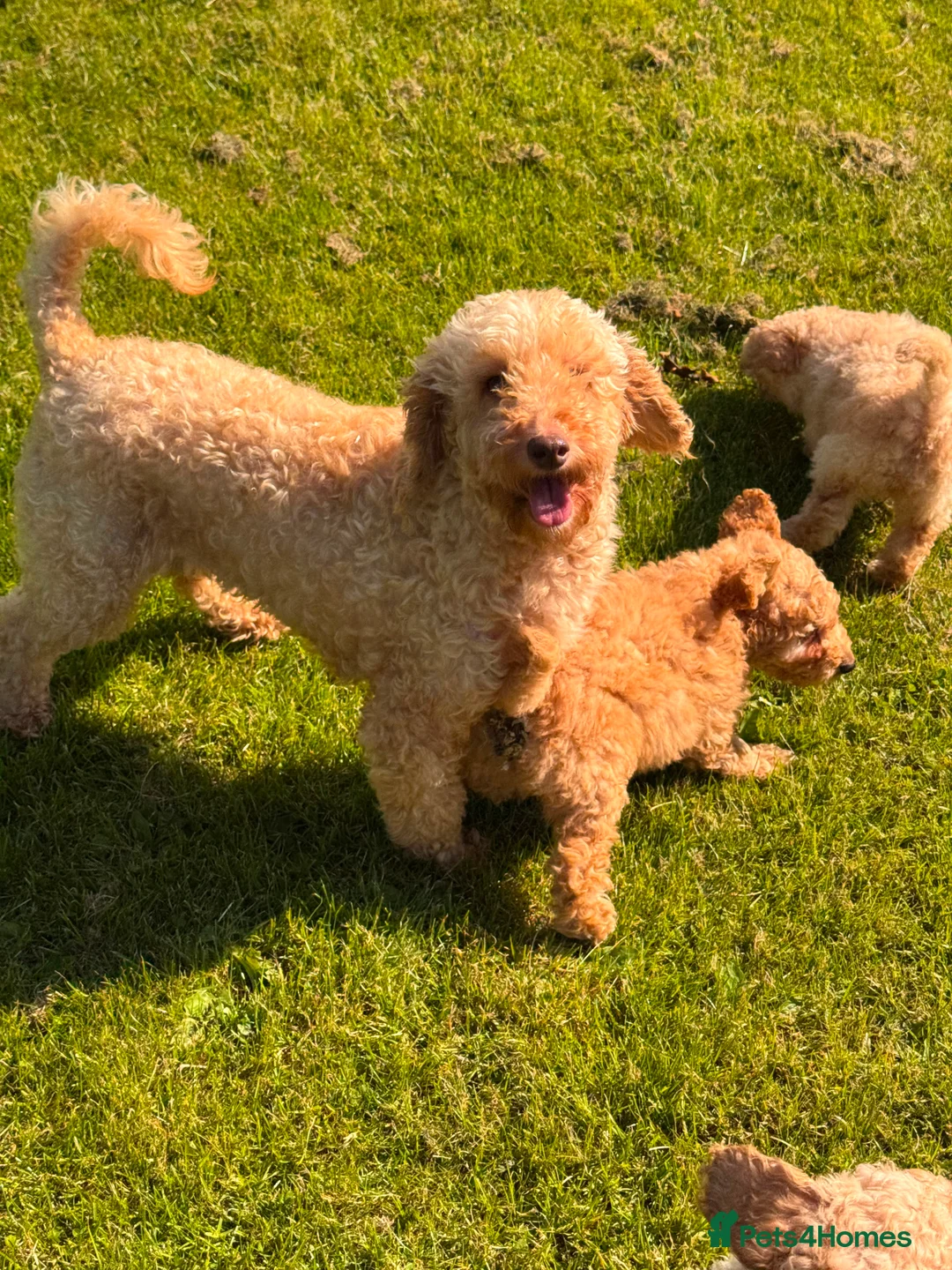 Cavapoo dogs for sale: Cute toy cavapoo puppies reds/apricots 2 left   in Airdrie - Advert 1