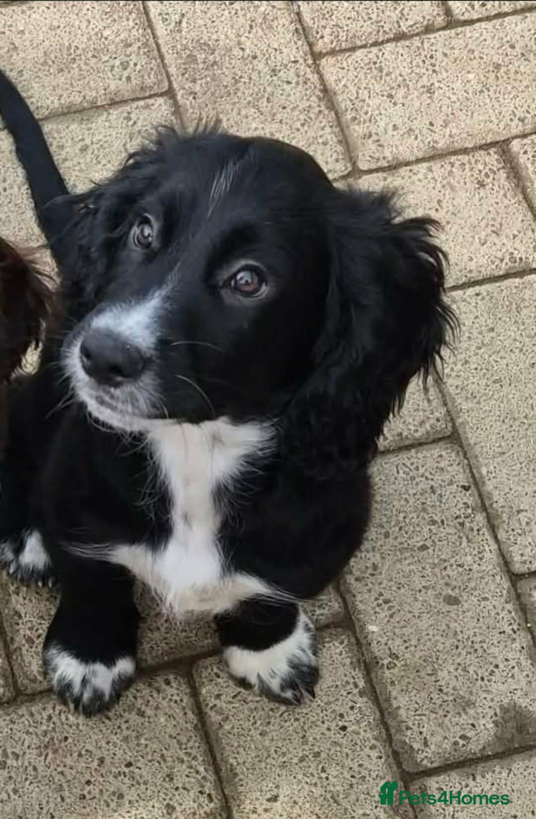 Cocker Spaniel dogs Fully vaced 2 boys!! kc reg working cocker spaniel - Advert 11