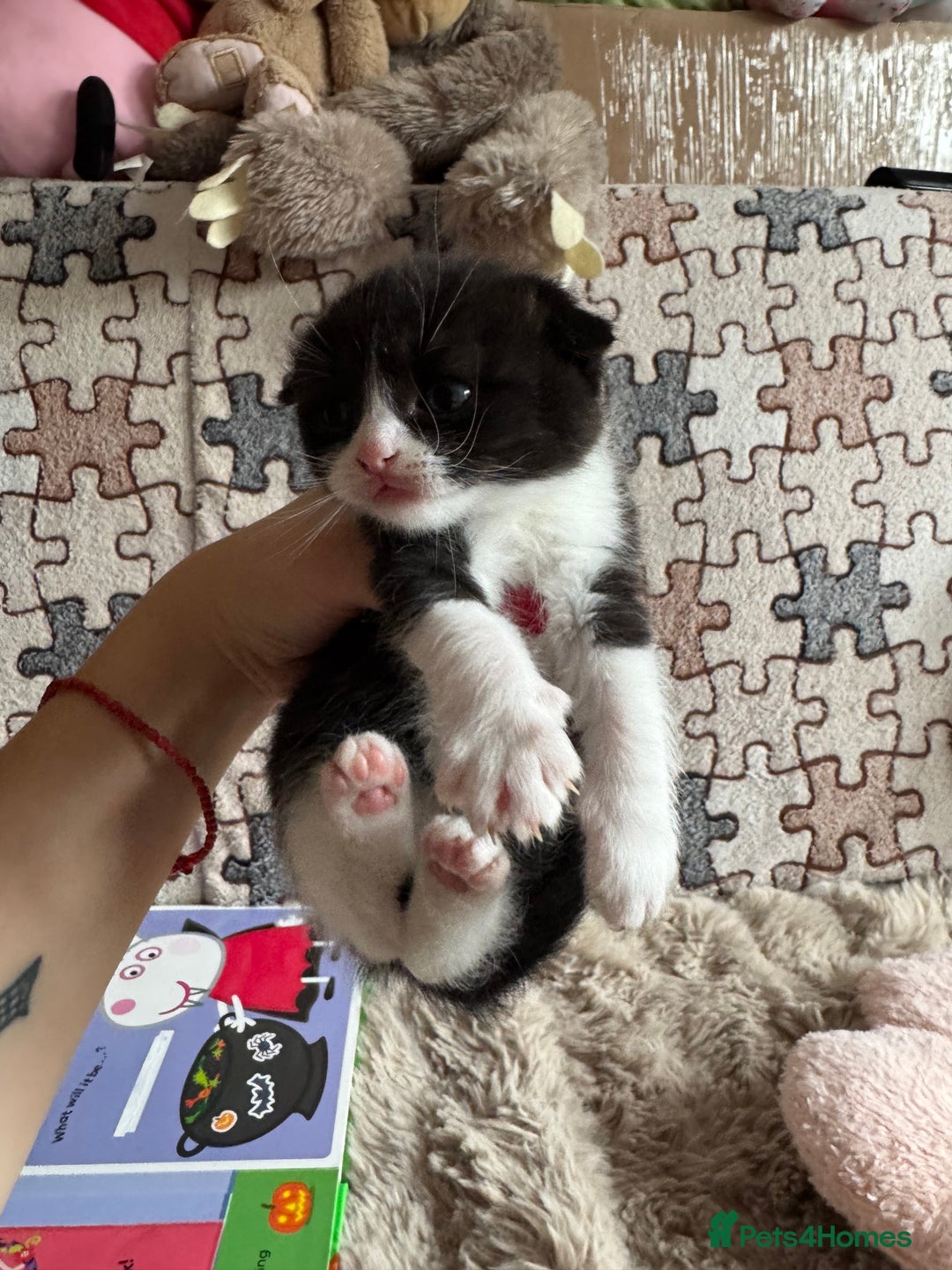 British Shorthair cats for sale: British shorthair cat  - Advert 5